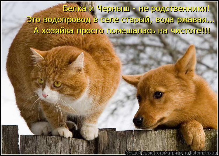 Белка и Черныш - не родственники! А хозяйка просто помешалась на чистоте!!! Это водопровод в селе ста... Котоматрица: Белка и Черныш - не родственники! А хозяйка просто помешалась на чистоте!!! Это водопровод в селе старый, вода ржавая...