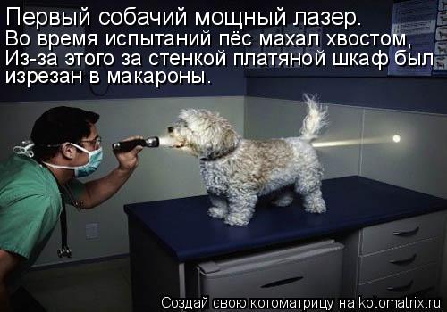 Первый собачий мощный лазер. Во время испытаний пёс махал хвостом, Из-за этого за стенкой платяной шк... Котоматрица: Первый собачий мощный лазер. Во время испытаний пёс махал хвостом, Из-за этого за стенкой платяной шкаф был изрезан в макароны.