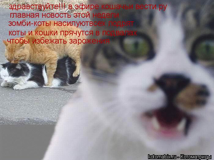 здравствуйте!!! в эфире кошачьи вести.ру главная новость этой недели зомби-коты насилуютвсех подрят ... Котоматрица: здравствуйте!!! в эфире кошачьи вести.ру главная новость этой недели зомби-коты насилуютвсех подрят коты и кошки прячутся в подвалах чтобы