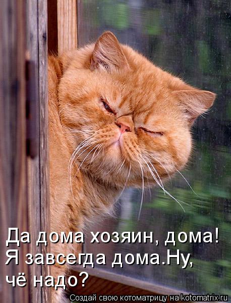 Да дома хозяин, дома! Я завсегда дома.Ну, чё надо?... Котоматрица: Да дома хозяин, дома! Я завсегда дома.Ну, чё надо?