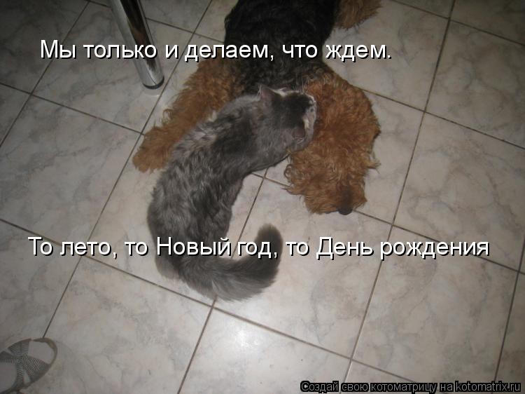 Мы только и делаем, что ждем. То лето, то Новый год, то День рождения... Котоматрица: Мы только и делаем, что ждем. То лето, то Новый год, то День рождения