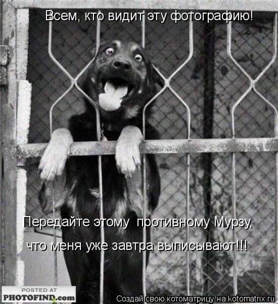 Всем, кто видит эту фотографию! Передайте этому противному Мурзу, что меня уже завтра выписывают!... Котоматрица: Всем, кто видит эту фотографию! Передайте этому противному Мурзу, что меня уже завтра выписывают!!!