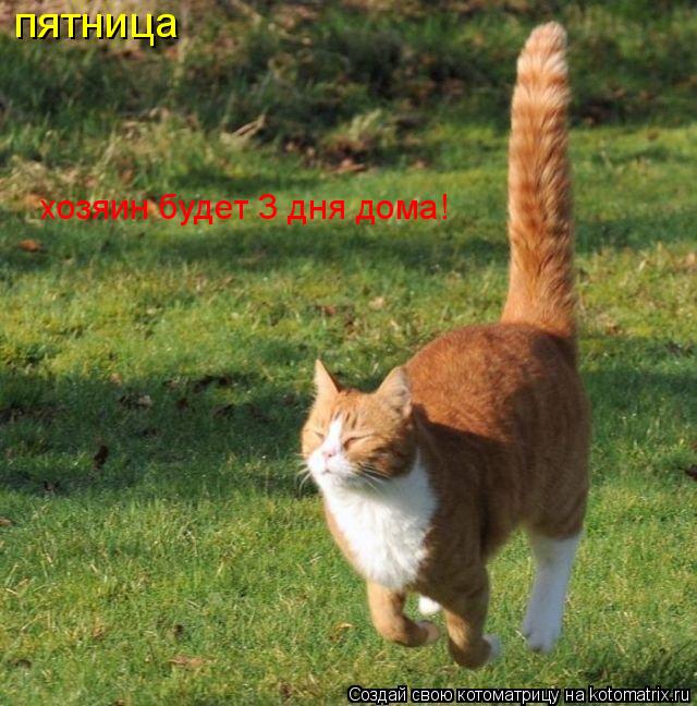 пятница хозяин будет 3 дня дома!... Котоматрица: пятница хозяин будет 3 дня дома!