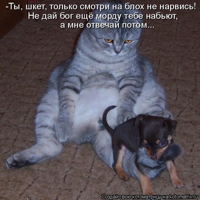 -Ты, шкет, только смотри на блох не нарвись! Не дай бог ещё морду тебе набьют, а мне отвечай потом...... Котоматрица: -Ты, шкет, только смотри на блох не нарвись! Не дай бог ещё морду тебе набьют, а мне отвечай потом...