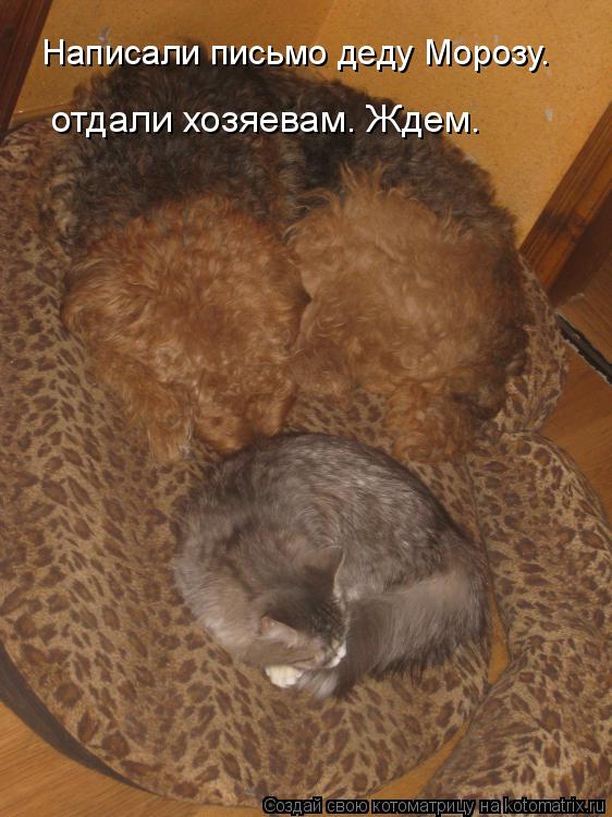 Написали письмо деду Морозу… отдали хозяевам… Ждем…... Котоматрица: Написали письмо деду Морозу… отдали хозяевам… Ждем…