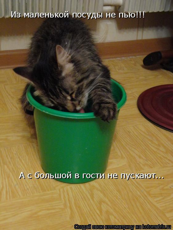 Из маленькой посуды не пью!!! А с большой в гости не пускают...... Котоматрица: Из маленькой посуды не пью!!! А с большой в гости не пускают...