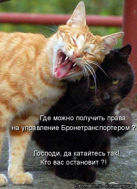 — Где можно получить права на управление Бронетранспортером ? — Господи, да катайтесь так! Кто вас... Котоматрица: — Где можно получить права на управление Бронетранспортером ? — Господи, да катайтесь так! Кто вас остановит ?!