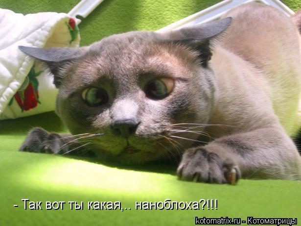 - Так вот ты какая,.. наноблоха?!!!... Котоматрица: - Так вот ты какая,.. наноблоха?!!!