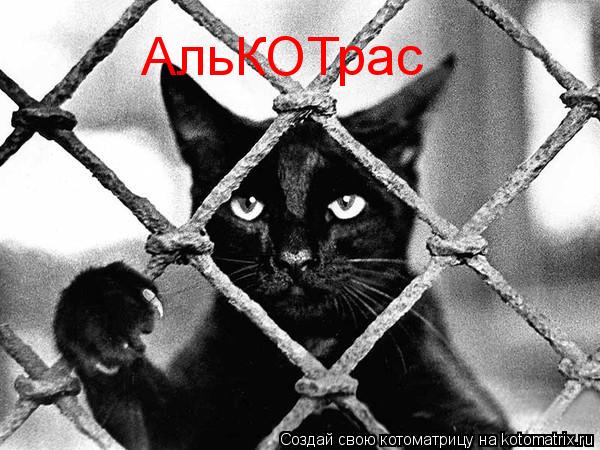 Котоматрица: АльКОТрас