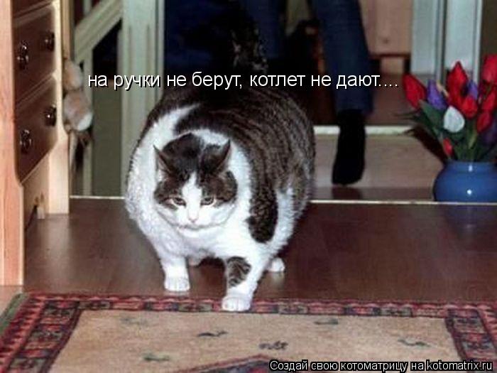 на ручки не берут, котлет не дают....... Котоматрица: на ручки не берут, котлет не дают....