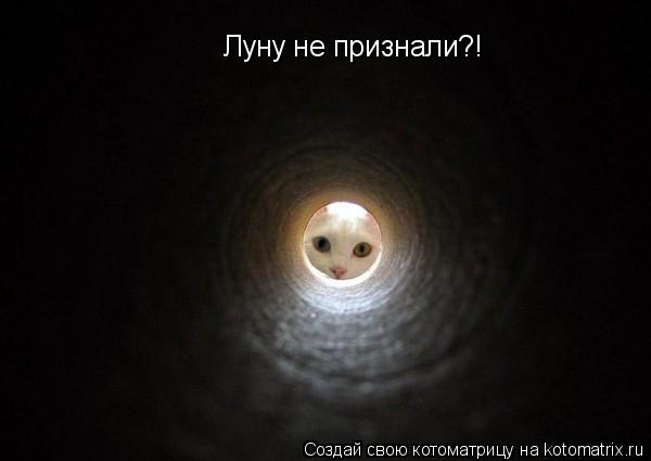 Луну не признали?!... Котоматрица: Луну не признали?!