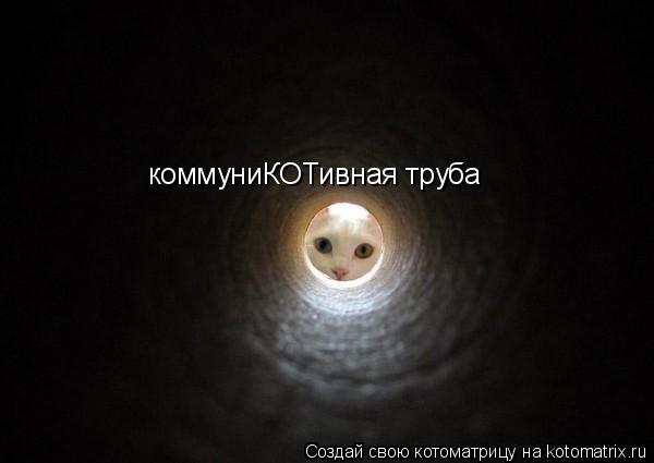 коммуниКОТивная труба... Котоматрица: коммуниКОТивная труба