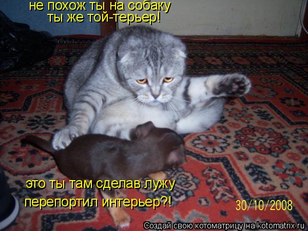 не похож ты на собаку это ты там сделав лужу перепортил интерьер?! ты же той-терьер!... Котоматрица: не похож ты на собаку это ты там сделав лужу перепортил интерьер?! ты же той-терьер!