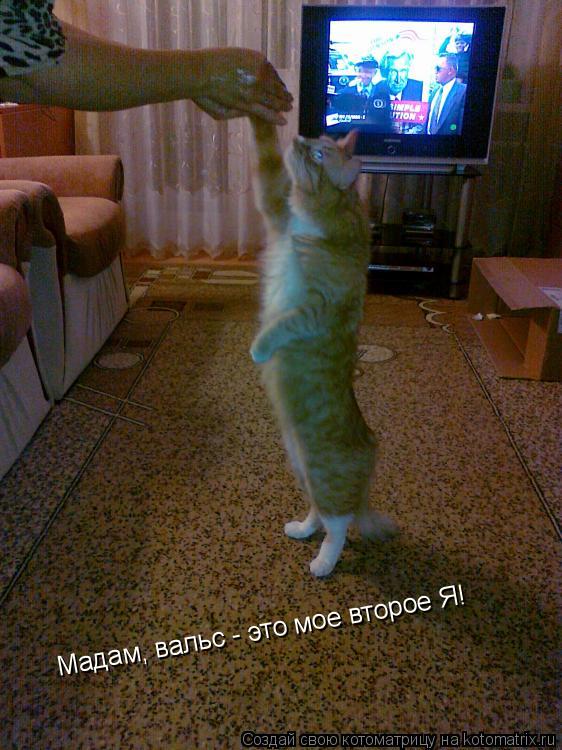 Мадам, вальс - это мое второе Я!... Котоматрица: Мадам, вальс - это мое второе Я!
