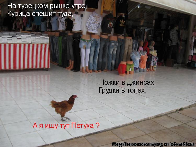 Котоматрица: На турецком рынке утро, Курица спешит туда, Ножки в джинсах,  Грудки в топах,  А я ищу тут Петуха ?
