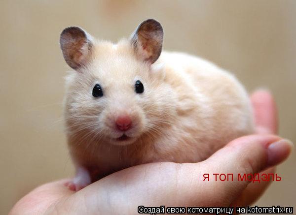 я топ модэль... Котоматрица: я топ модэль