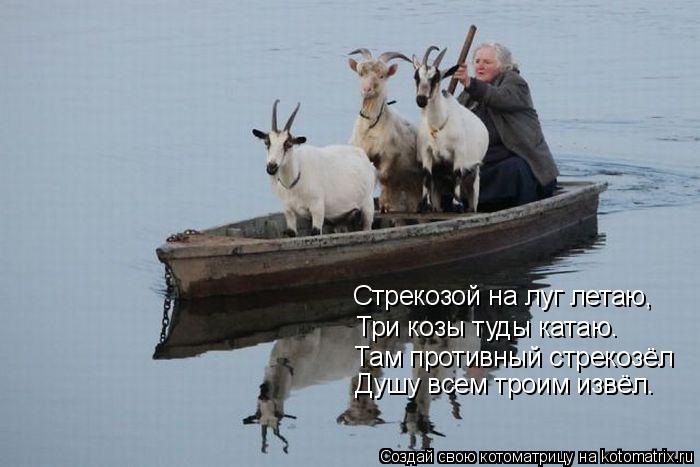 Котоматрица: Стрекозой на луг летаю, Три козы туды катаю. Там противный стрекозёл Душу всем троим извёл.