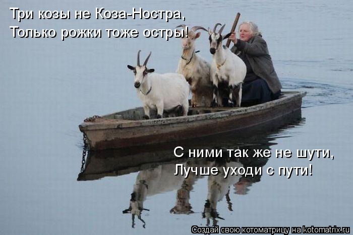 Три козы не Коза-Ностра, Только рожки тоже остры! С ними так же не шути, Лучше уходи с пути!... Котоматрица: Три козы не Коза-Ностра, Только рожки тоже остры! С ними так же не шути, Лучше уходи с пути!