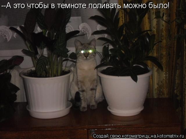 Котоматрица: --А это чтобы в темноте поливать можно было!