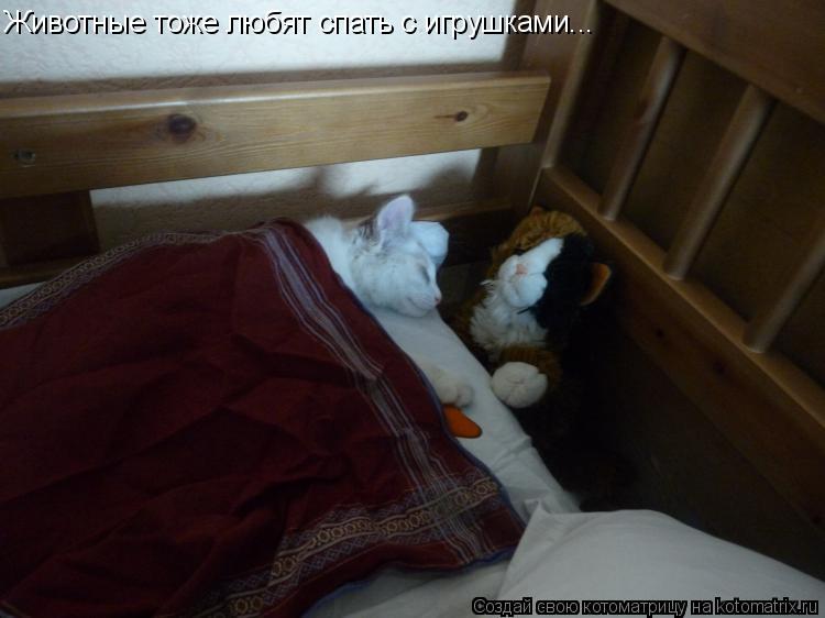 Котоматрица: Животные тоже любят спать с игрушками...