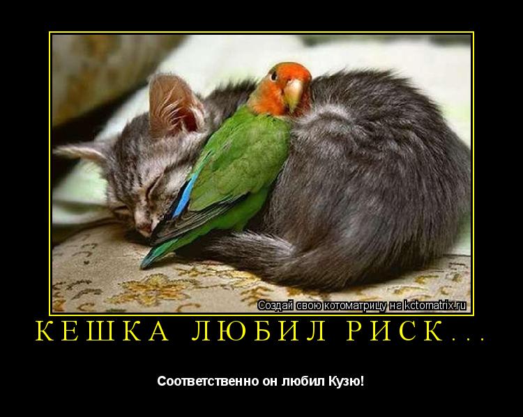 Кешка любил риск... Соответственно он любил Кузю!... Котоматрица: Кешка любил риск... Соответственно он любил Кузю!