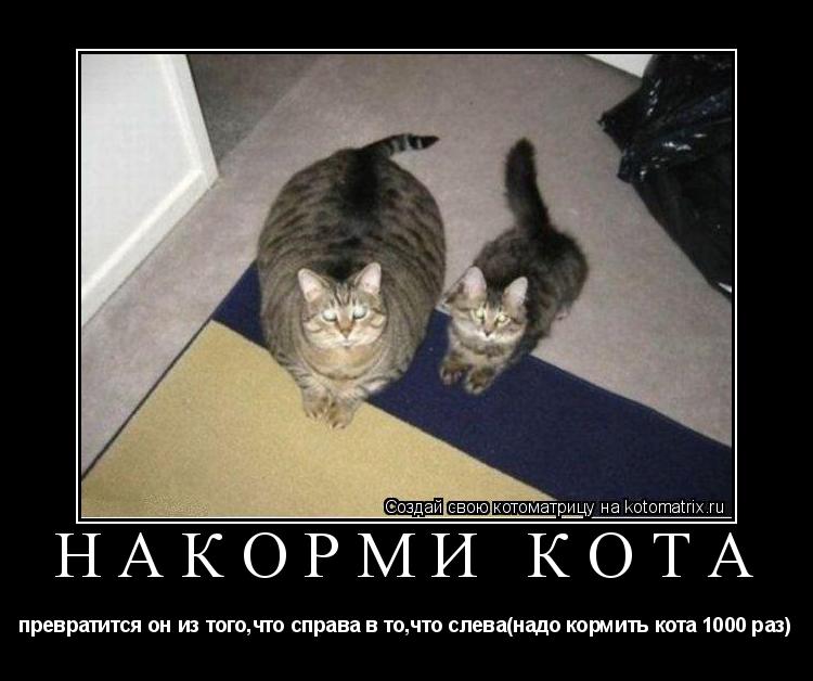 накорми кота превратится он из того,что справа в то,что слева(надо кормить кота 1000 раз)... Котоматрица: накорми кота превратится он из того,что справа в то,что слева(надо кормить кота 1000 раз)