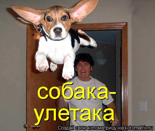 Котоматрица: собака- улетака