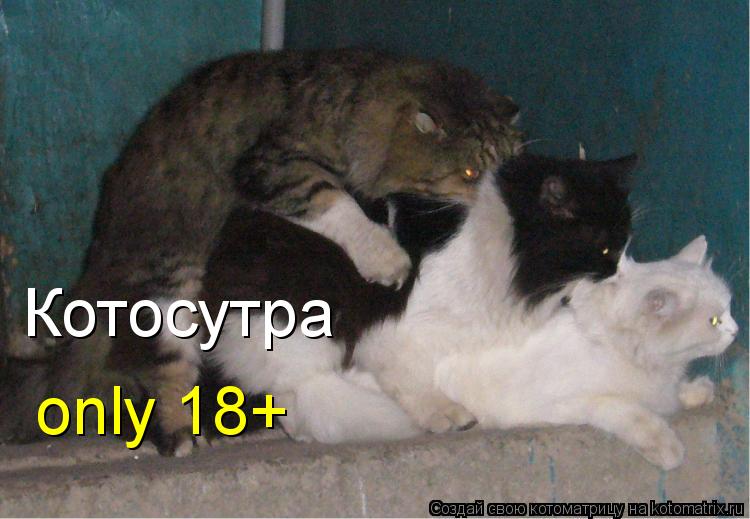 Котосутра only 18+... Котоматрица: Котосутра only 18+