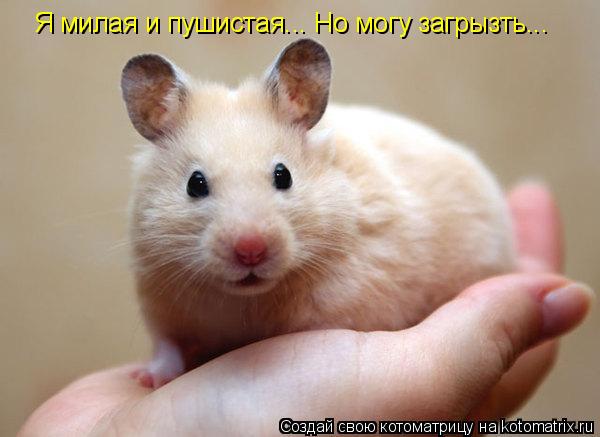 Котоматрица: Я милая и пушистая... Но могу загрызть...