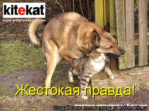Жестокая правда!... Котоматрица: Жестокая правда!