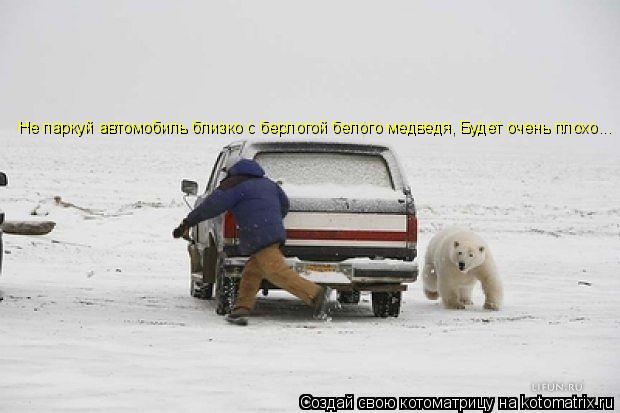 Не паркуй автомобиль близко с берлогой белого медведя, Будет очень плохо...... Котоматрица: Не паркуй автомобиль близко с берлогой белого медведя, Будет очень плохо...