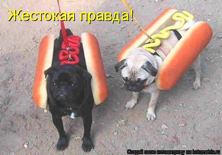 Жестокая правда!... Котоматрица: Жестокая правда!