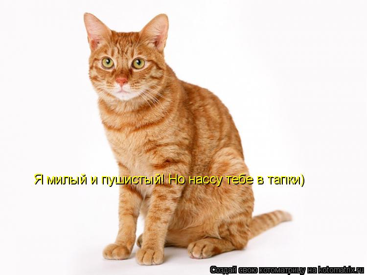Я милый и пушистый! Но нассу тебе в тапки)... Котоматрица: Я милый и пушистый! Но нассу тебе в тапки)