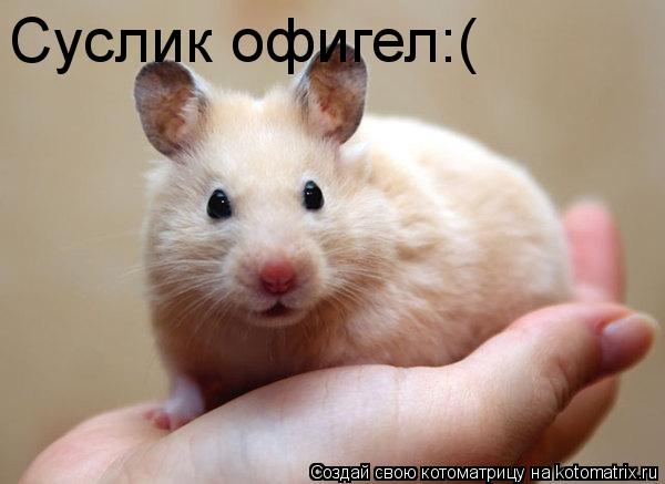 Суслик офигел:(... Котоматрица: Суслик офигел:(