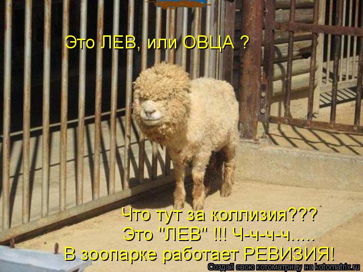 Это ЛЕВ, или ОВЦА ? Что тут за коллизия??? Это "ЛЕВ" !!! Ч-ч-ч-ч..... В зоопарке работает РЕВИЗИЯ!... Котоматрица: Это ЛЕВ, или ОВЦА ? Что тут за коллизия??? Это "ЛЕВ" !!! Ч-ч-ч-ч..... В зоопарке работает РЕВИЗИЯ!