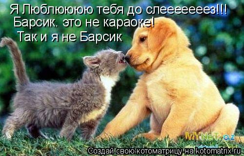 Котоматрица: Я Люблюююю тебя до слееееееез!!! Барсик. это не караоке! Так и я не Барсик