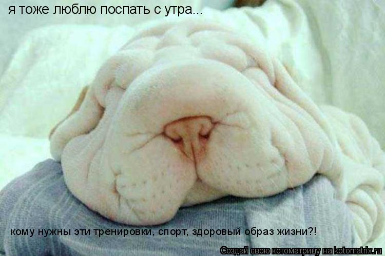 Котоматрица: я тоже люблю поспать с утра... кому нужны эти тренировки, спорт, здоровый образ жизни?!