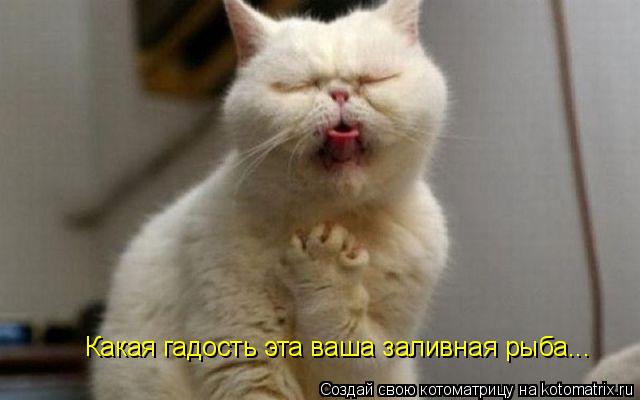 Котоматрица: Какая гадость эта ваша заливная рыба...