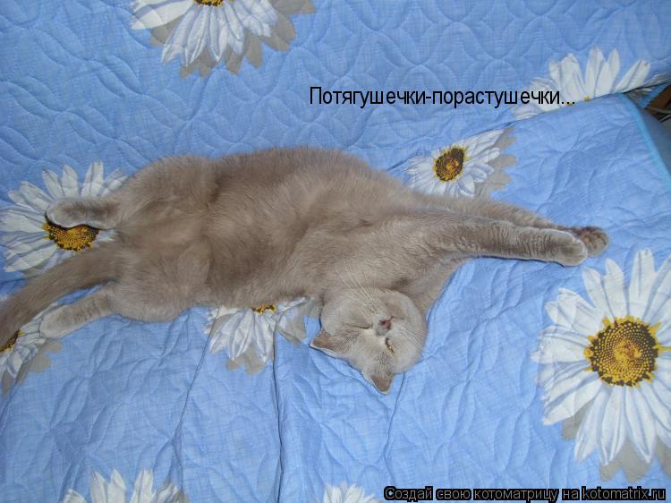 Котоматрица: Потягушечки-порастушечки...