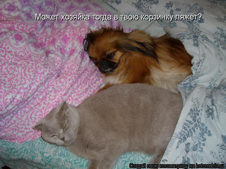 Котоматрица: Может хозяйка тогда в твою корзинку ляжет?