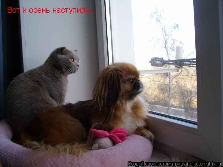 Котоматрица: Вот и осень наступила.....