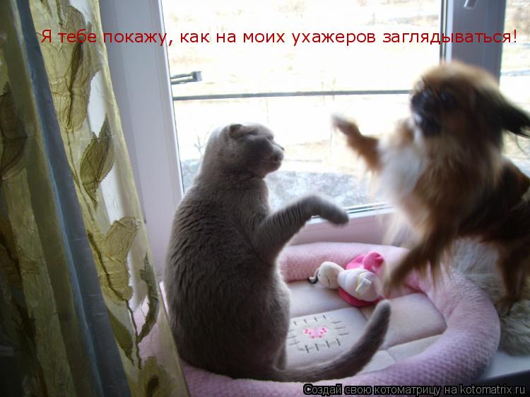 Котоматрица: Я тебе покажу, как на моих ухажеров заглядываться!