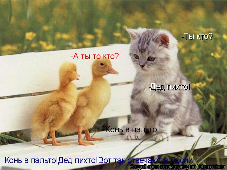 Котоматрица: -Ты кто? -Конь в пальто! -А ты то кто? -Дед пихто! Конь в пальто!Дед пихто!Вот так отвечают в Росии!