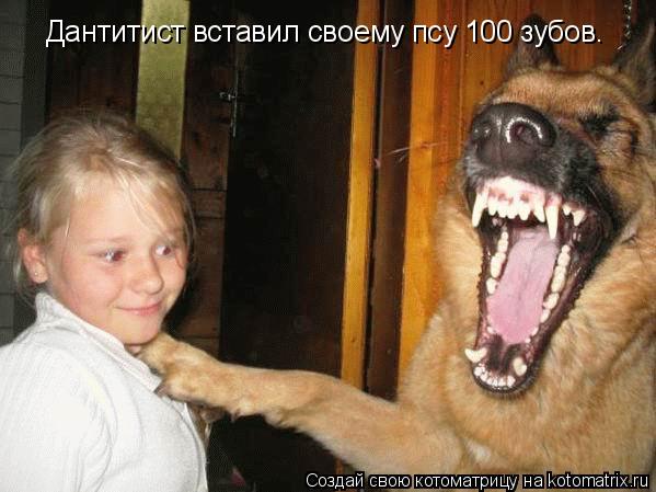 Котоматрица: Дантитист вставил своему псу 100 зубов.