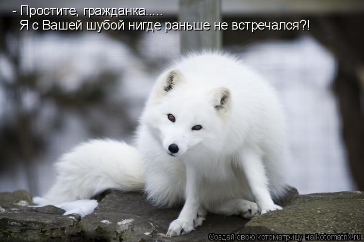 - Простите, гражданка..... Я с Вашей шубой нигде раньше не встречался?!... Котоматрица: - Простите, гражданка..... Я с Вашей шубой нигде раньше не встречался?!