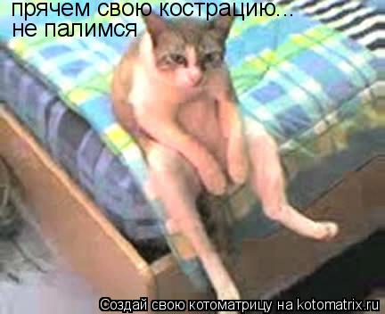 прячем свою кострацию... не палимся... Котоматрица: прячем свою кострацию... не палимся