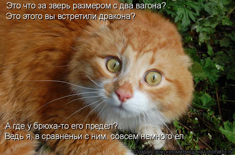 Это что за зверь размером с два вагона? Это этого вы встретили дракона? А где у брюха-то его предел?.... Котоматрица: Это что за зверь размером с два вагона? Это этого вы встретили дракона? А где у брюха-то его предел?.. Ведь я, в сравненьи с ним, совсем немного