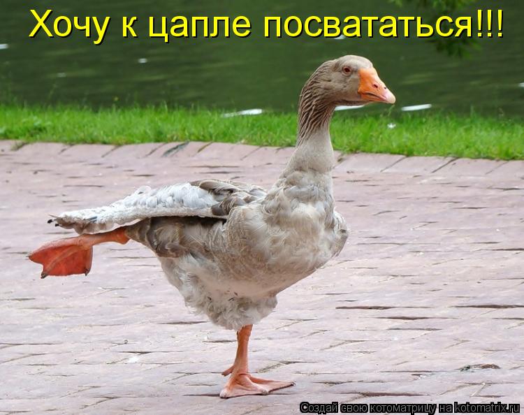 Хочу к цапле посвататься!!!... Котоматрица: Хочу к цапле посвататься!!!