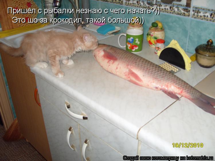 Пришёл с рыбалки незнаю с чего начать?)) Это шо за крокодил, такой большой))... Котоматрица: Пришёл с рыбалки незнаю с чего начать?)) Это шо за крокодил, такой большой))