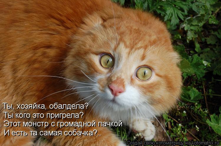 Ты, хозяйка, обалдела? Ты кого это пригрела? Этот монстр с громадной пачкой И есть та самая собачка?.... Котоматрица: Ты, хозяйка, обалдела? Ты кого это пригрела? Этот монстр с громадной пачкой И есть та самая собачка?..